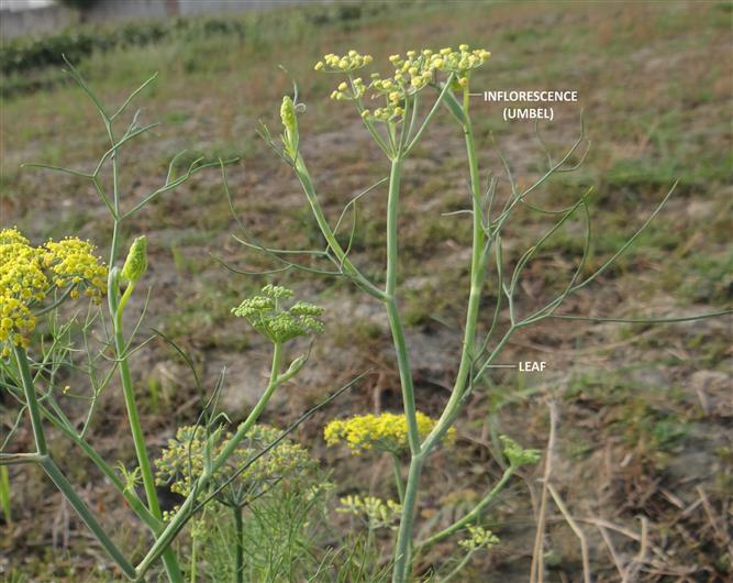 Anethum graveolens